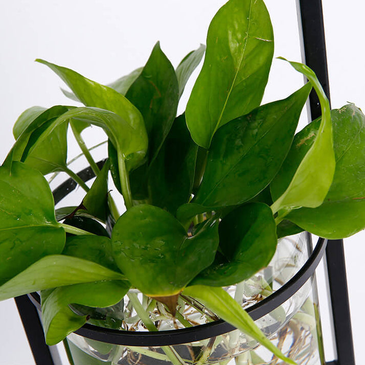 Fabric Iron Frame Hydroponic 2-Light Floor Lamp